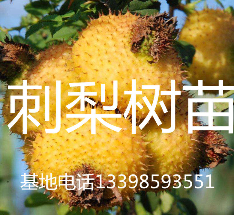 金刺梨苗刺梨树苗贵州果树苗有籽无籽容易成活包邮
