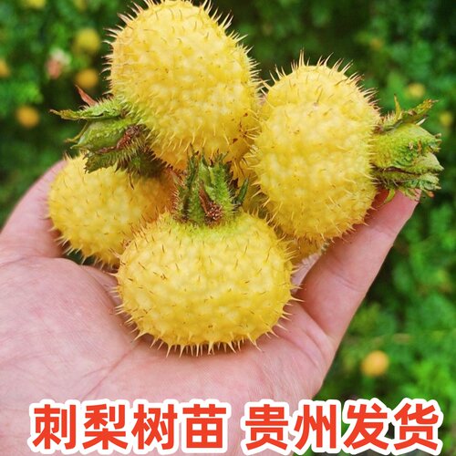 正品刺梨树苗贵州发货
