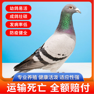 鸽子活一对信鸽赛鸽幼鸽青年鸽成绩鸽名次鸽天落鸟活体包邮
