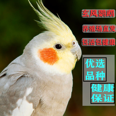 玄风鹦鹉鸟活体活鸟中小型
