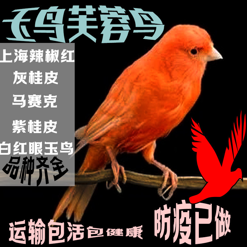 大红袍玉鸟 芙蓉鸟 活鸟 金丝鸟