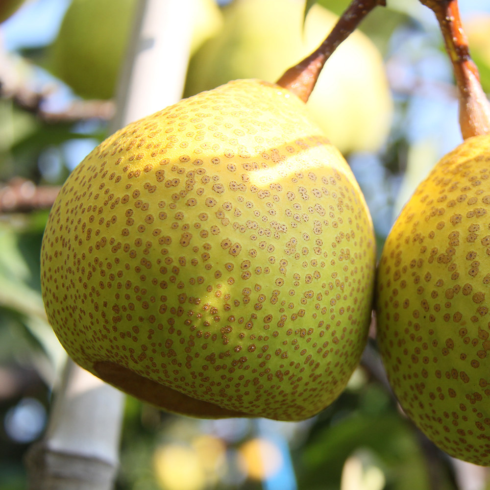 正宗莱阳梨六粒装单果400g 莱阳慈梨大果润肺降燥当季水果包邮