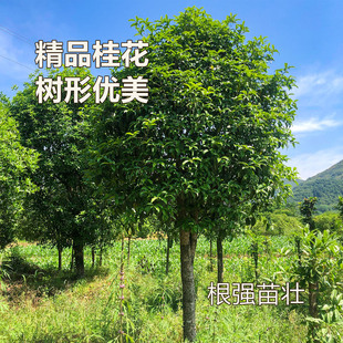 桂花树苗庭院地栽原生四季桂八月金桂桂花树大树北方耐寒室外绿化