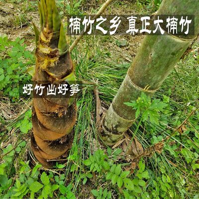 大竹子苗庭院大型根毛竹苗食用竹笋苗室外种植四季长青楠竹苗根茎