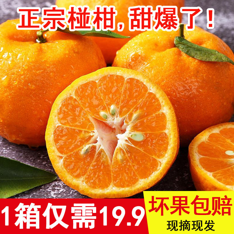 现摘四川椪柑关注立减10元
