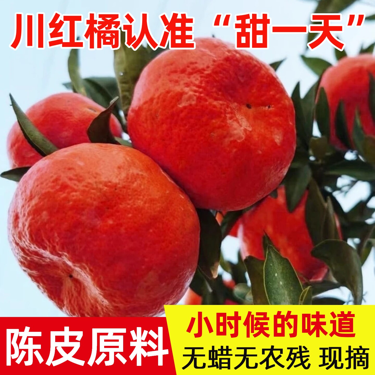 现摘四川红橘新客关注立减10元