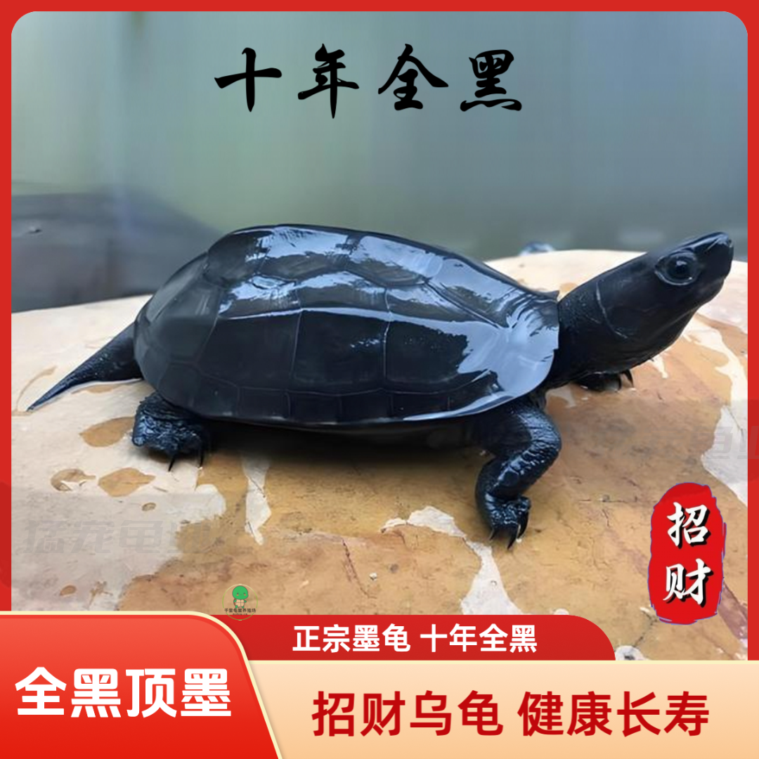 全黑墨龟纯种全黑精品墨龟墨龟墨龟苗顶墨龟养殖户墨龟中华草龟