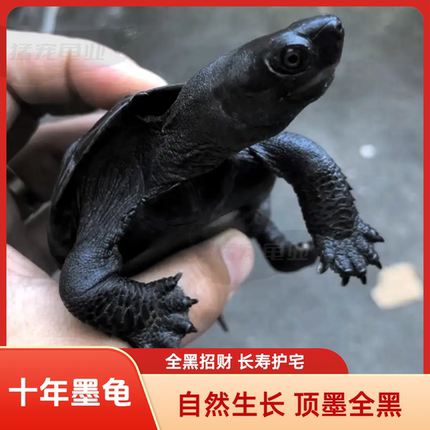 全黑墨龟纯种全黑精品墨龟墨龟墨龟苗顶墨龟养殖户墨龟中华草龟