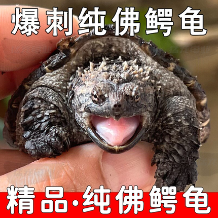 原种爆刺纯佛鳄龟活体小鳄龟苗国产黑佛杂佛鳄龟宠物观赏小乌龟