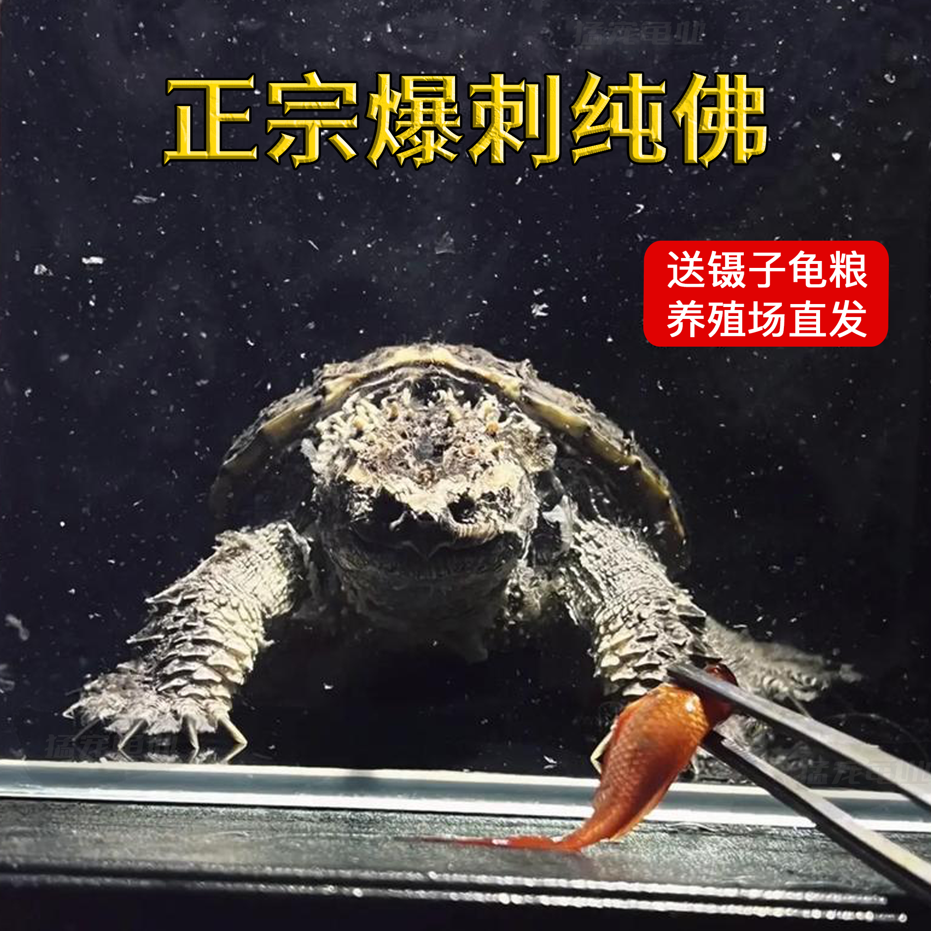 原种纯佛鳄乌龟爆刺鳄鱼龟纯佛小鳄乌龟苗纯种佛鳄龟爆刺凶猛纯佛