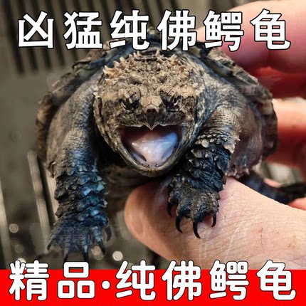 小鳄龟爆刺纯佛鳄龟活体凶猛黑佛鳄龟杂佛鳄龟北美鳄龟观赏小乌龟
