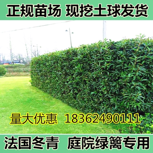 法国冬青苗法青树苗北海道青珊瑚篱笆庭院围墙绿化金边高杆黄杨苗