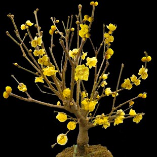 腊梅花树苗盆栽丛生地载庭院风景树耐寒红梅矮化老桩原生素心蜡梅