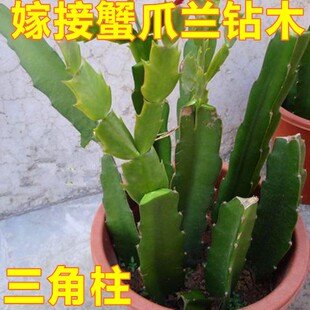 嫁接砧木 三角柱三棱箭带根可以做嫁接蟹爪兰的仙人掌科植物砧木