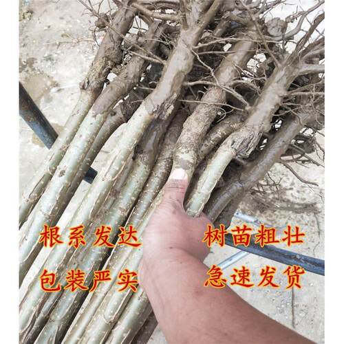 杨树苗正宗3804杨树苗小苗大白杨树苗大叶青皮3412杨树苗无絮速生