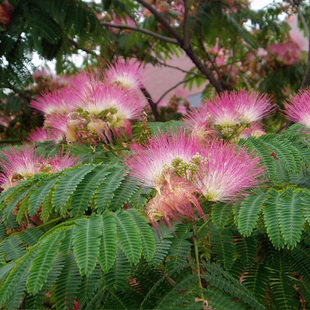 合欢树苗合欢苗绒花树苗芙蓉花树苗庭院盆栽合欢树苗绿化工程花苗