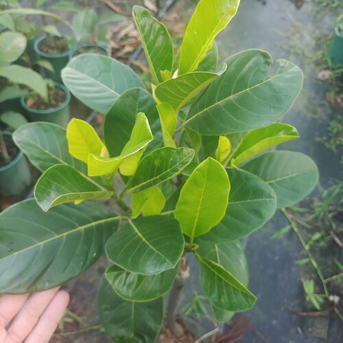 广州发货新品种印尼红肉菠萝蜜果树苗嫁接菠萝蜜苗干包菠萝蜜树苗