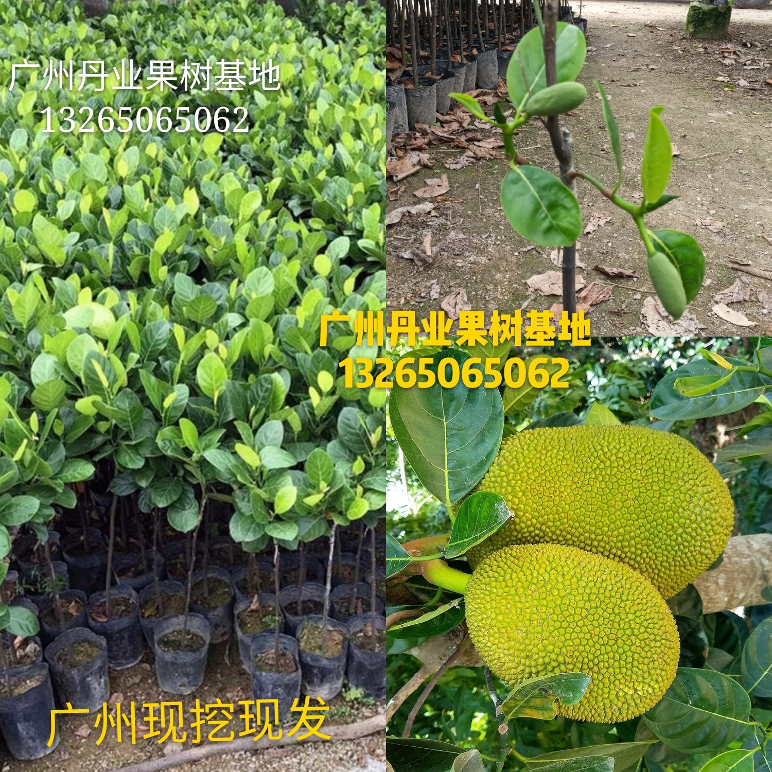 广州发货嫁接四季菠萝蜜树苗马来西亚树菠萝苗泰国红肉果树苗