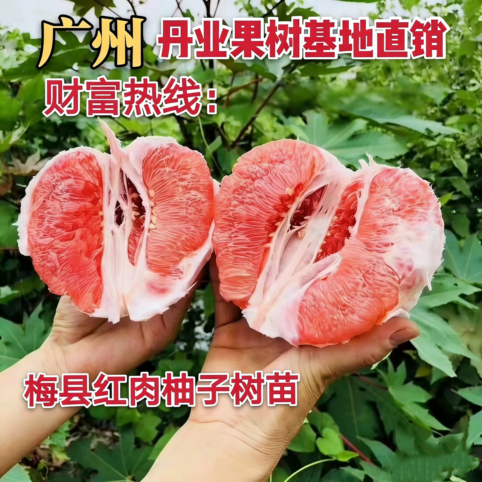 广州发货正宗嫁接四季沙田柚树苗梅县红心柚树苗当年结果
