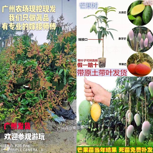 广州发货嫁接芒果树苗四季芒果台湾金煌芒当年结果南北方种植