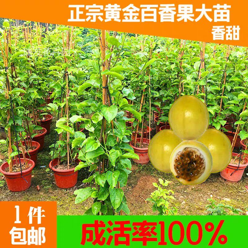 广州发货黄金百香果苗紫香百香果果树种子/种苗