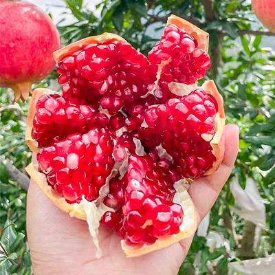 广州发货正宗石榴果树苗突尼斯软籽石榴苗蒙自甜石榴树苗红花石榴