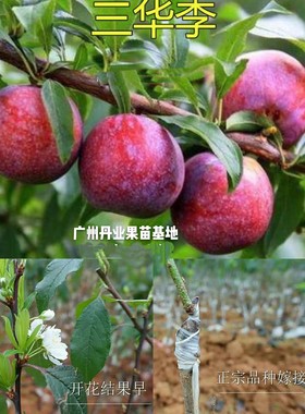 广州发货正宗嫁接红心三华李树苗早熟李子果树苗布林树苗当年结果
