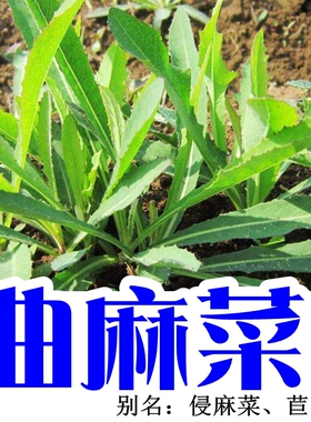 野生苦麻菜种子曲麻菜籽春秋季大田高产特菜四季播种盆栽绿色植物