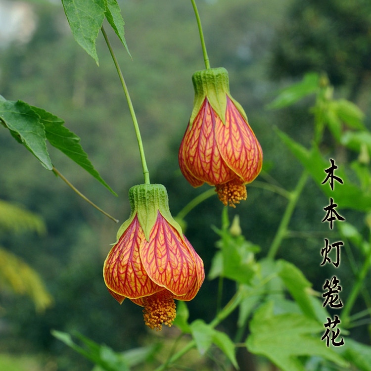 倒挂金钟花纹悬铃花盆栽苗灯笼花