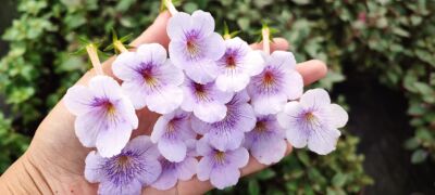 苦苣苔长筒花Ambroise Verschaffelt 垂钓av耐热耐阴花期长