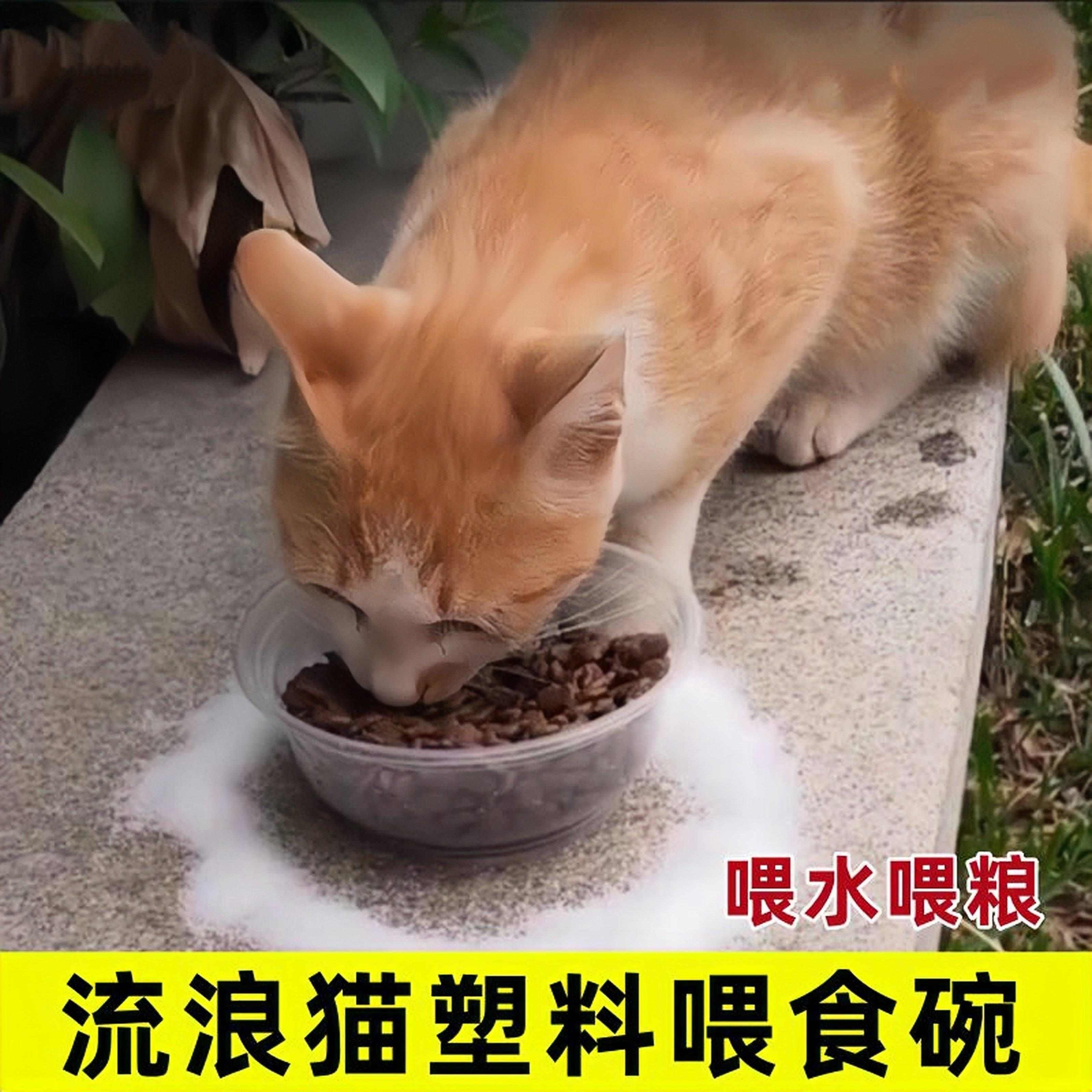 流浪猫喂食碗户外器小猫图片