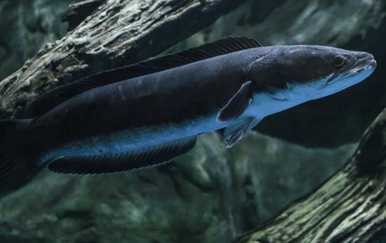 观赏鱼黑武士鱼10斤以上超大黑鱼凶猛鱼肉食性观赏大黑鱼乌鱼活体