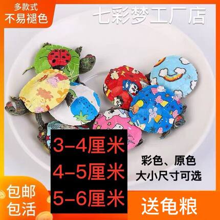 七彩小乌龟网红宠物龟活体龟卡通可爱炫彩巴西龟观赏龟原色巴西龟