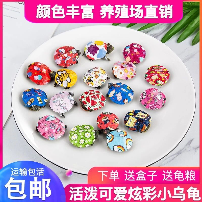 七彩小乌龟网红宠物龟活体龟苗卡通图案可爱观赏龟原色龟巴西宠物