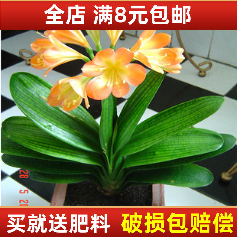 花卉油匠圆头和尚精品君子兰小苗