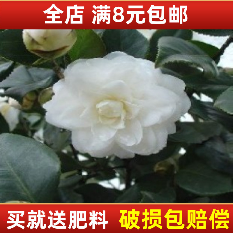 茶花苗白色山茶花盆栽花卉包邮