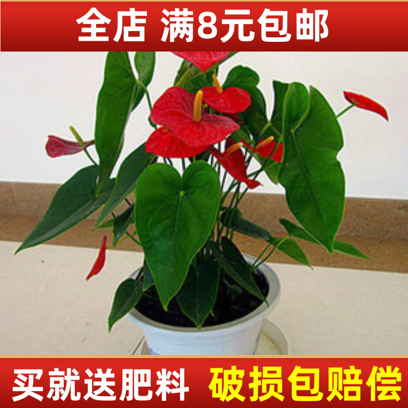 室内盆景盆栽植物花卉鸿运当头