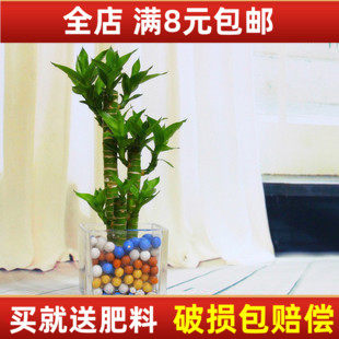 盆栽花卉室内水培富贵观音竹