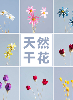 ins网红天然干花永生花真花兔尾草客厅装饰摆设真花插小花瓶摆件