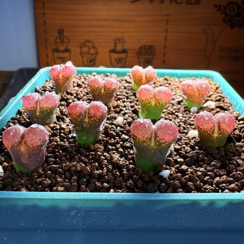 特选日系大紫红风铃（厚肥鼓窗，紫红体）-多肉植物原株