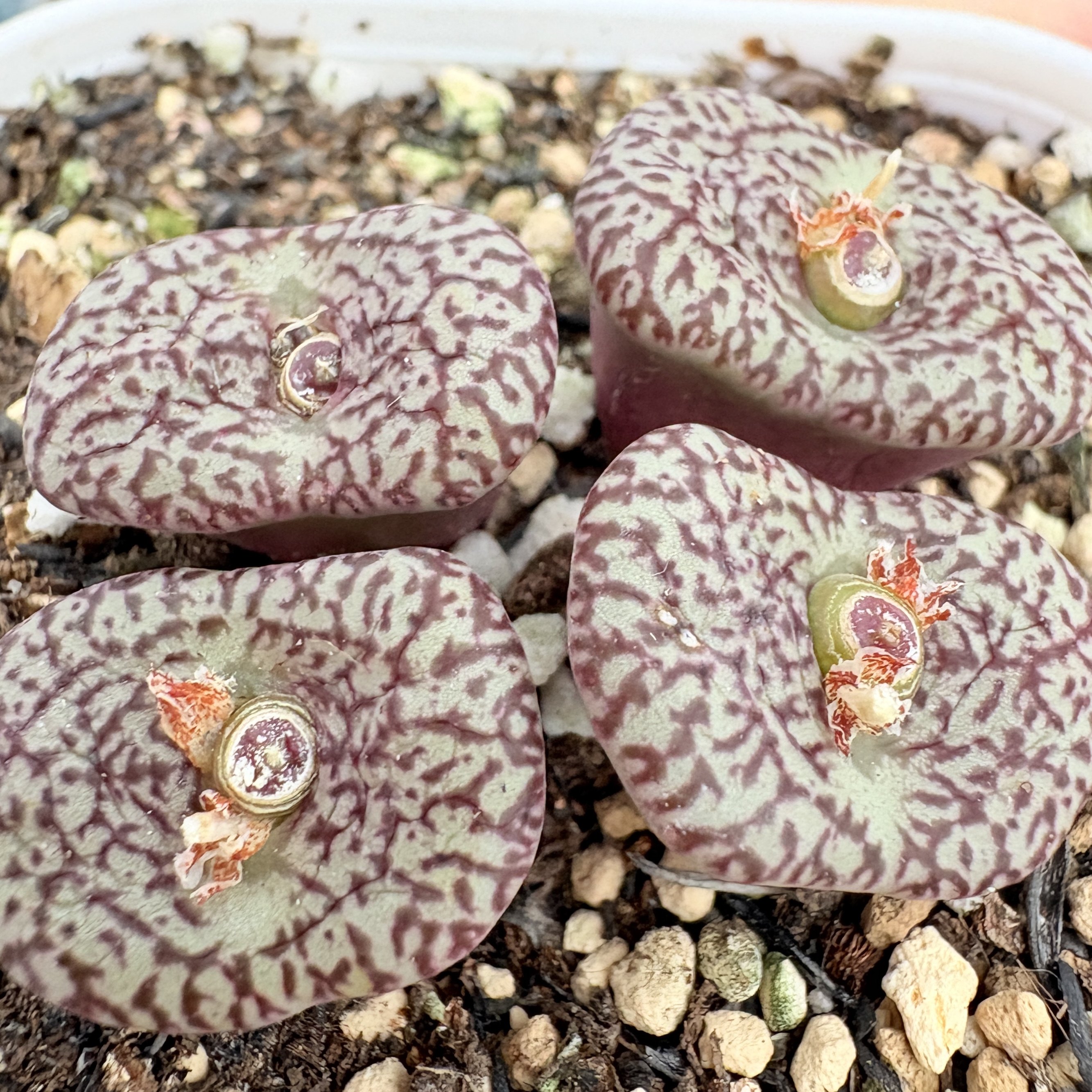 【一物一拍】特价-康菩提杂交母本-大4头带盆,鲜花速递/花卉仿真/绿植园艺,多肉植物,淘宝优惠券,粉丝福利购,淘宝优惠卷