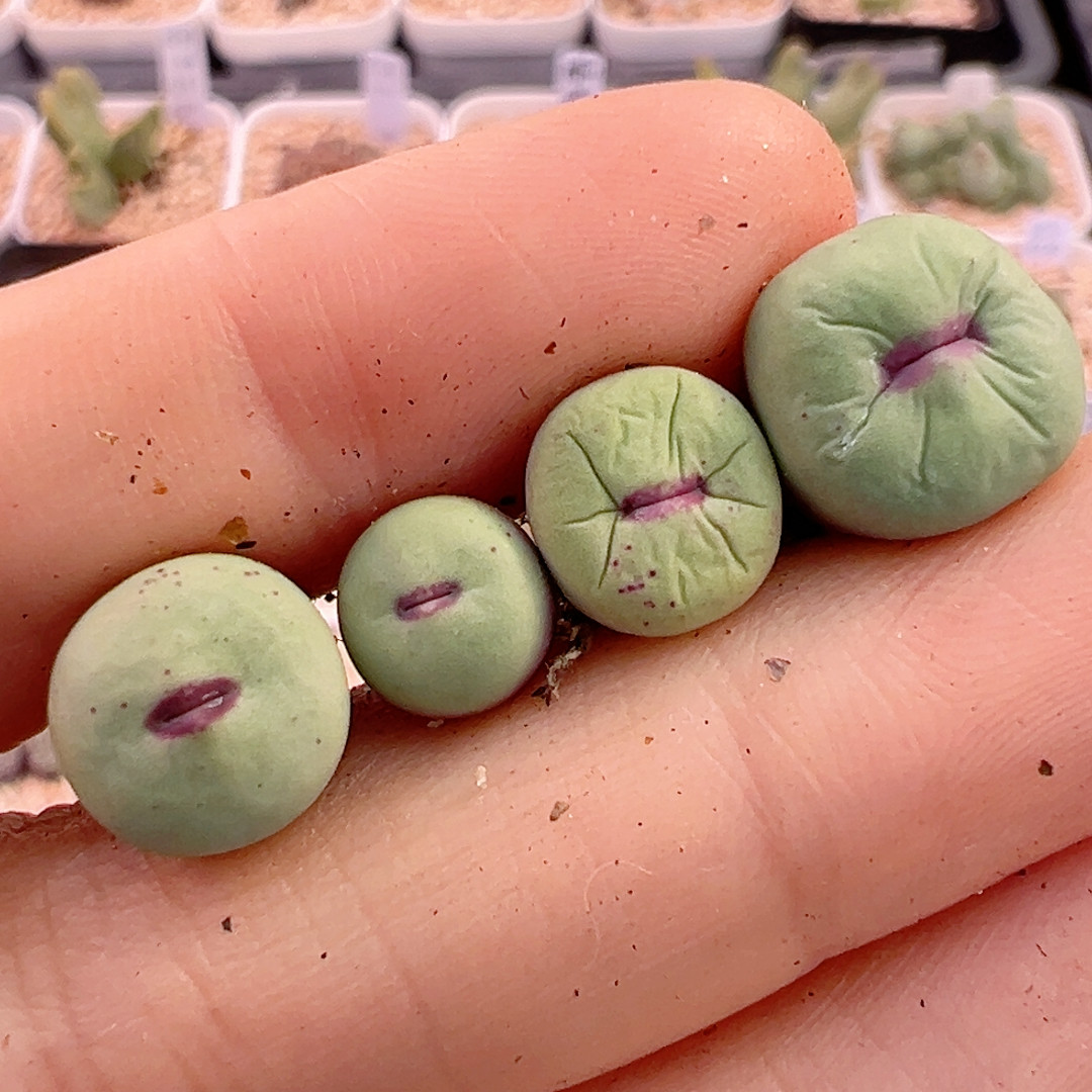 377红嘴,鲜花速递/花卉仿真/绿植园艺,绿植,淘宝优惠券,粉丝福利购,淘宝优惠卷