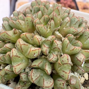 【一物一拍】小T母本大群-50头+（超爱爆头）