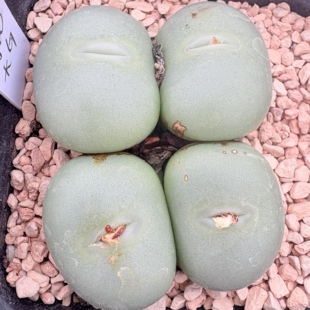 【一物一哦】白花大G母本-4头带盆