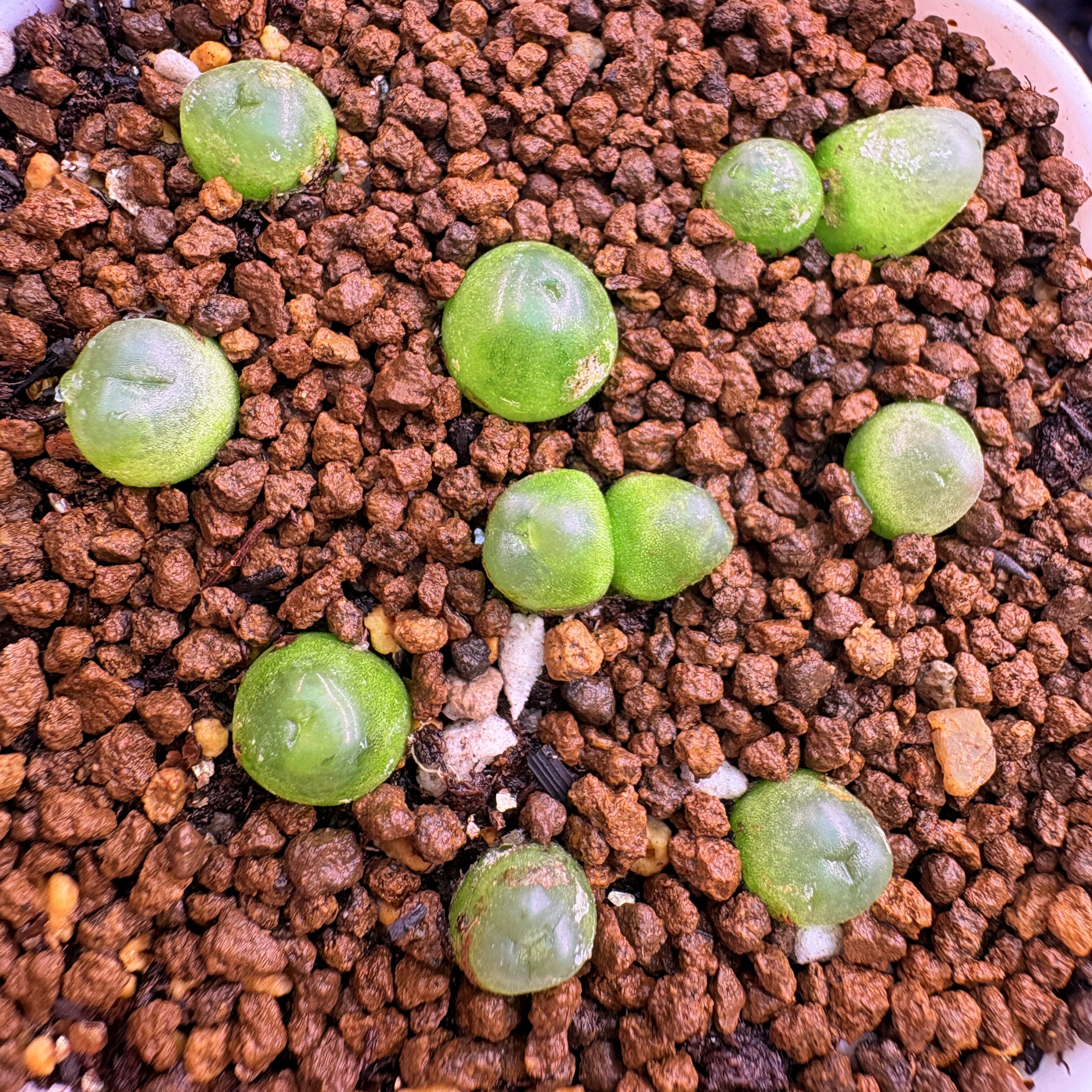特选-拉登缀化一盆(2双7单共9颗)-多肉植物比较难找