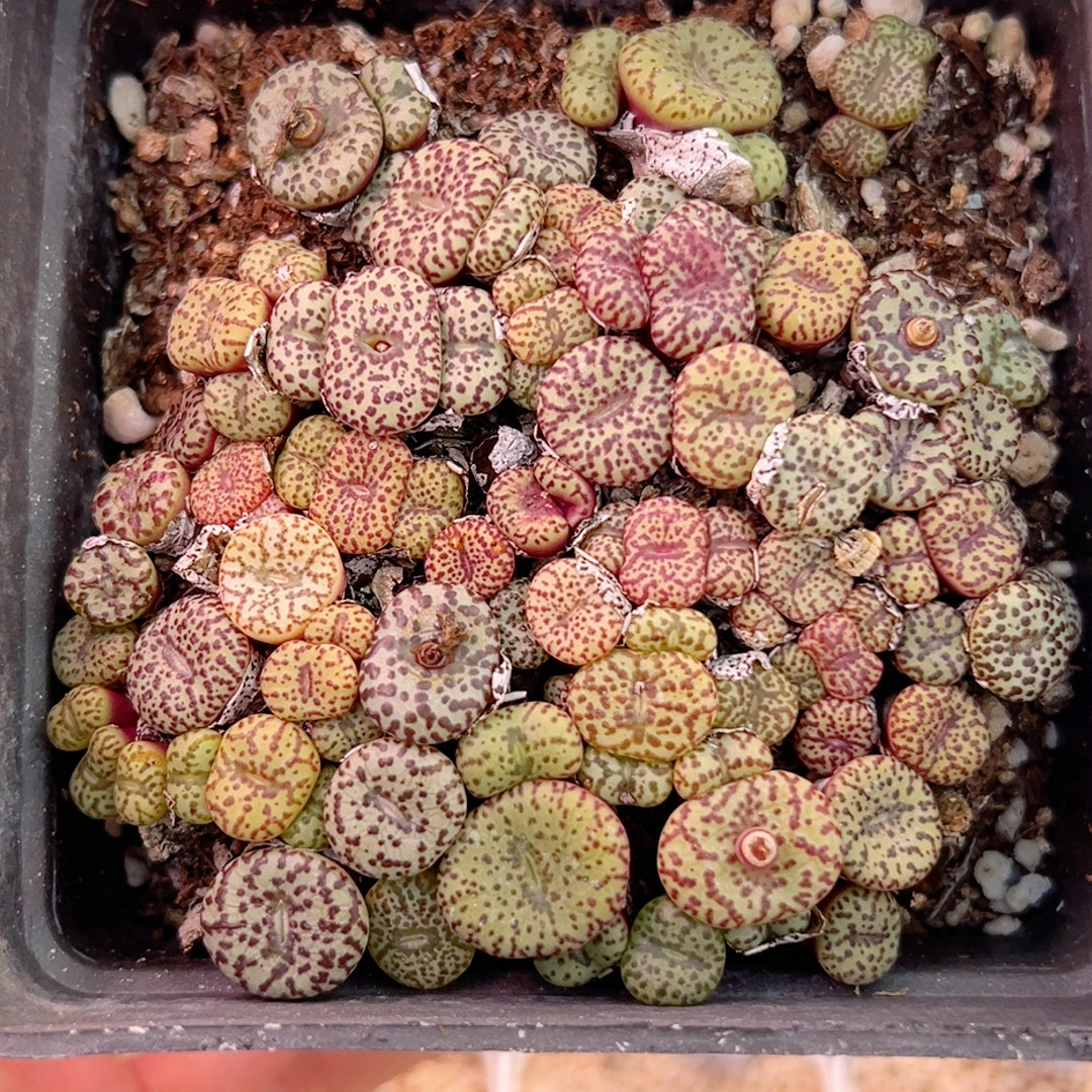 358杂交优选一盆,鲜花速递/花卉仿真/绿植园艺,绿植,淘宝优惠券,粉丝福利购,淘宝优惠卷