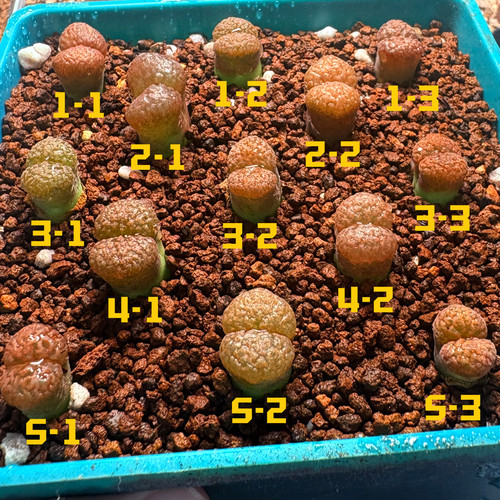 特选-超蛋糕3年+-多肉植物风铃