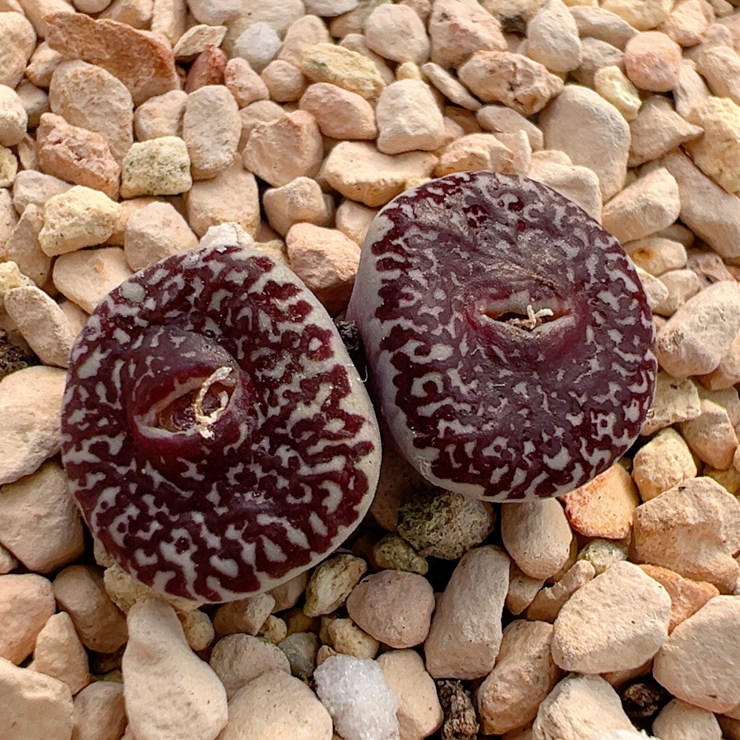 年终特价-甜甜母本,鲜花速递/花卉仿真/绿植园艺,绿植,淘宝优惠券,粉丝福利购,淘宝优惠卷