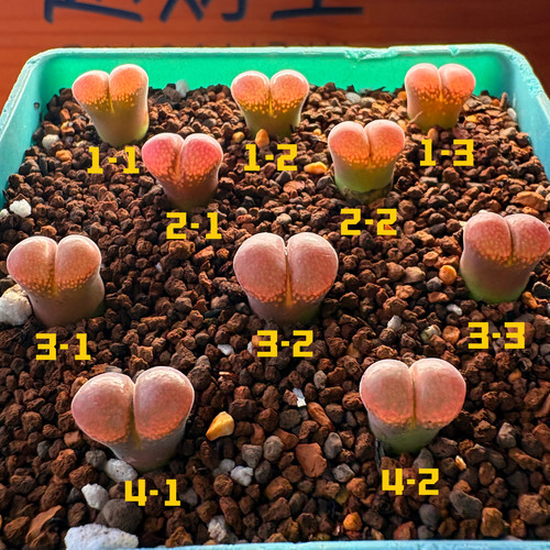 Cz特选风铃-日系红宝石风铃-可爱多肉植物