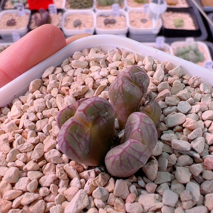 优选将杂5头,鲜花速递/花卉仿真/绿植园艺,绿植,淘宝优惠券,粉丝福利购,淘宝优惠卷